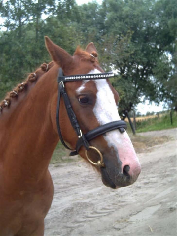 Pinto Aminde's Moonlight*SOLGT* billede 7