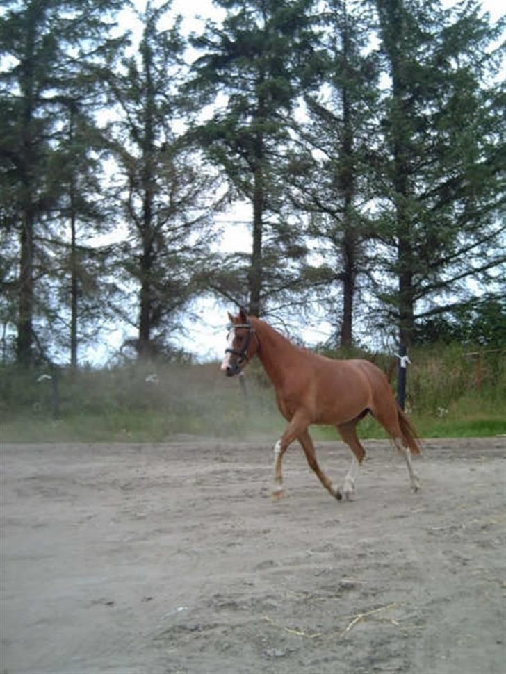 Pinto Aminde's Moonlight*SOLGT* billede 8