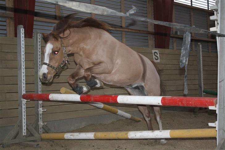 Welsh Mountain (sec A) Rosengårdens Pippi - 2) Pippi løsspringer billede 2