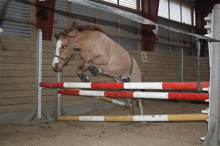 Welsh Mountain (sec A) Rosengårdens Pippi - 4) Pippi løsspringer billede 4