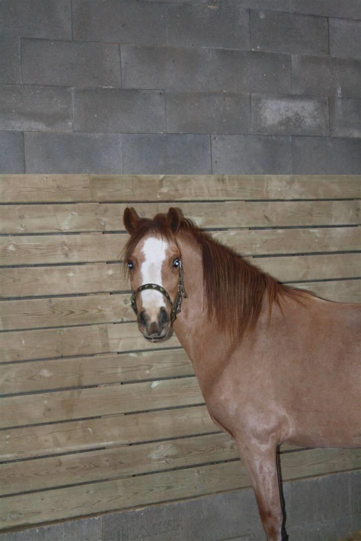 Welsh Mountain (sec A) Rosengårdens Pippi - 7) Pippi i ridehus billede 7