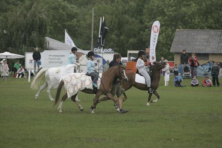 Welsh Mountain (sec A) Rosengårdens Pippi - 8) Pippi på dyrskue 2010 billede 8