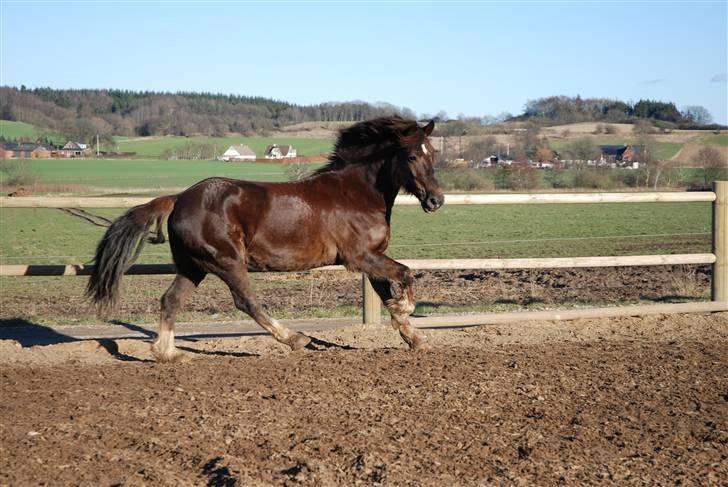 Welsh Cob (sec D) Dreamlover - se lige hvor langt han træder ind under sig :) ! billede 12