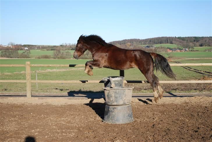 Welsh Cob (sec D) Dreamlover - ikke just en springhest men lidt kan han :) billede 13