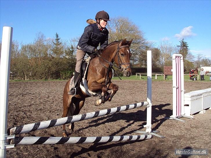 Anden særlig race Maarielunds Fairytale - Velkommen til Maarielunds Fairytale´s profil  <3 spring træning d. 4/5-20010 foto taget af: Sara Gade Løgsted TAK! <33 billede 1