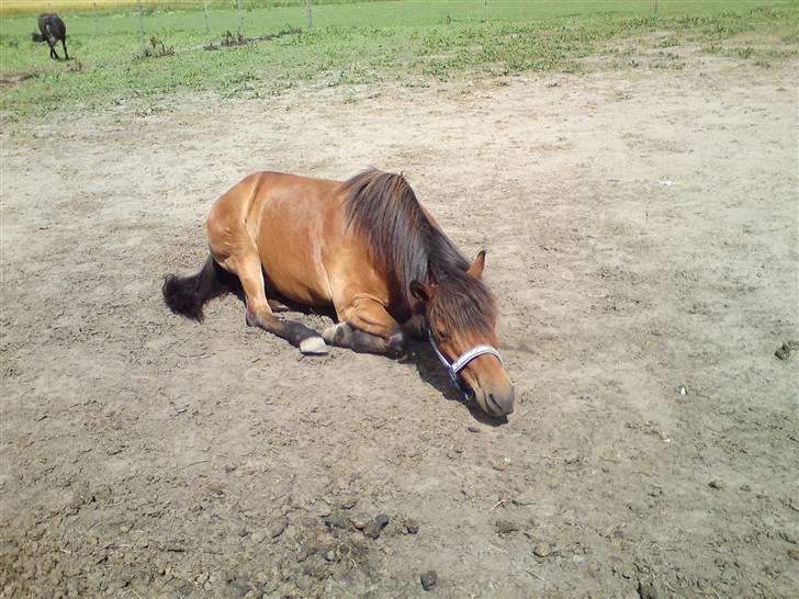 Gotlandsruss Tarpan's Ikon R.I.P - V E L K O M M E N  T I L  M I N  P R O F I L  billede 1