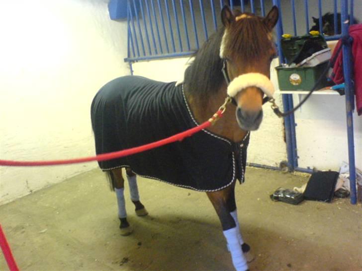 Gotlandsruss Tarpan's Ikon R.I.P - Model :p billede 2