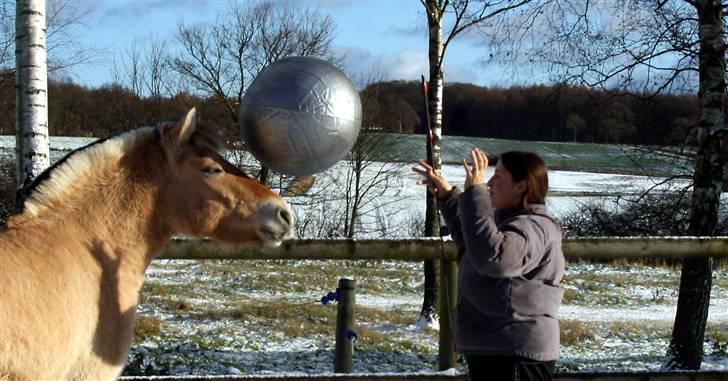 Fjordhest Ingegårds Emma - Fodboldt hest billede 9