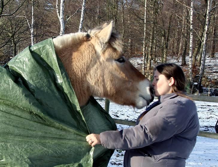 Fjordhest Ingegårds Emma - kysser lidt :-) billede 10