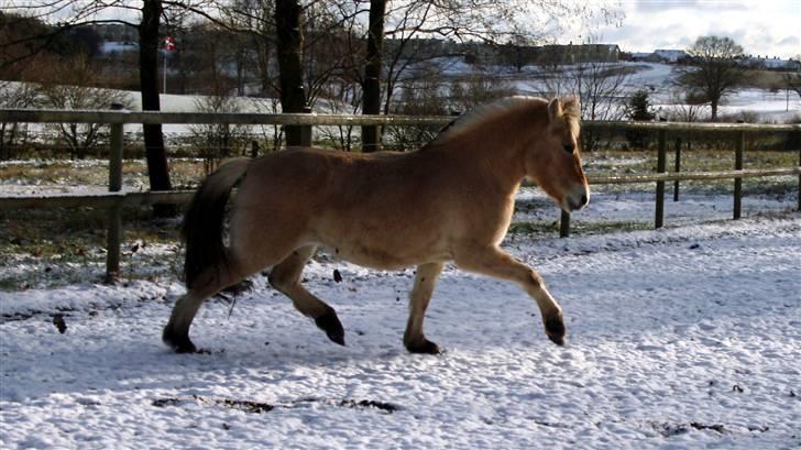 Fjordhest Ingegårds Emma - Så traves der billede 11