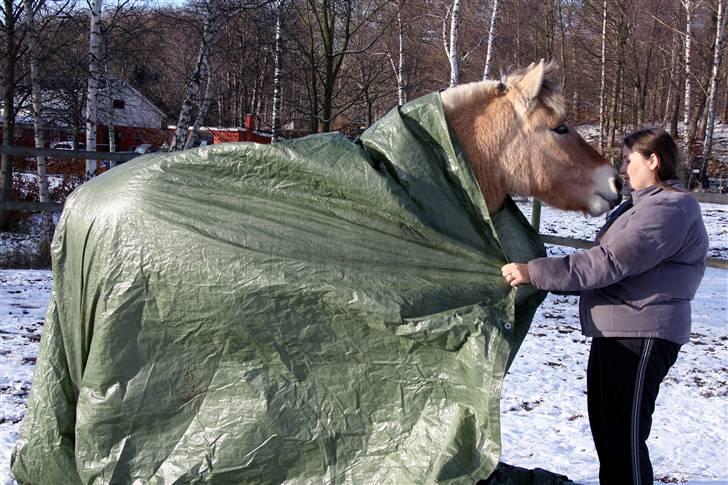 Fjordhest Ingegårds Emma - Alternativt regn dækken ;-) billede 12