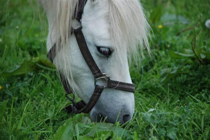 Welsh Pony (sec B) Korreborgs Kawango *MIT LIV* billede 9