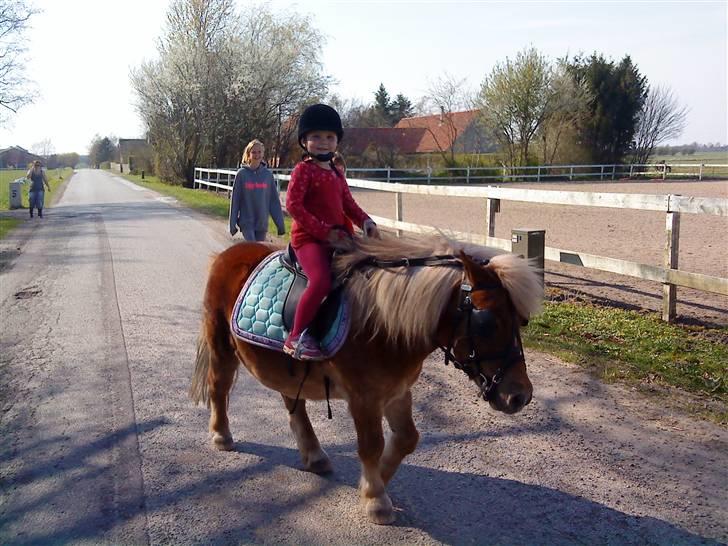 Shetlænder Tvebak Blondie - Min grandkusine Josefine rider "hendes" Tvebak billede 10
