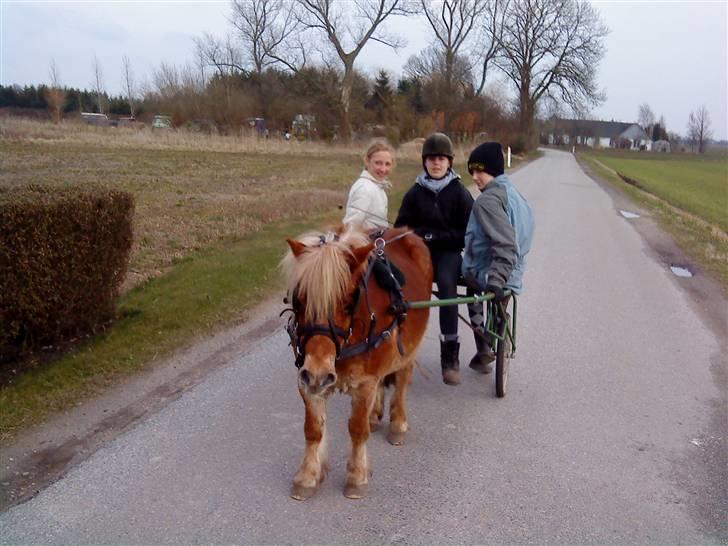 Shetlænder Tvebak Blondie - Tvebak på tur med Line, Vicky & Katrine billede 13