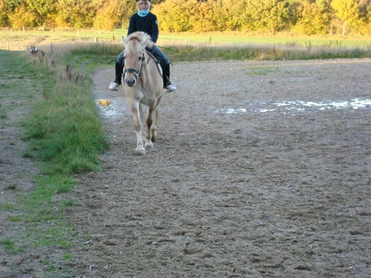 Anden særlig race Raz * SOLGT/TILBAGESENDT* - Ude & Prøve ham  billede 7