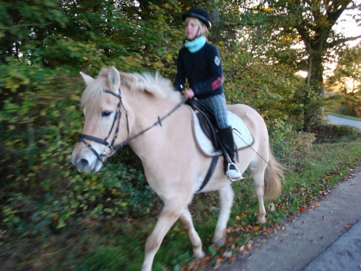 Anden særlig race Raz * SOLGT/TILBAGESENDT* - Ude & Prøve ham  billede 8