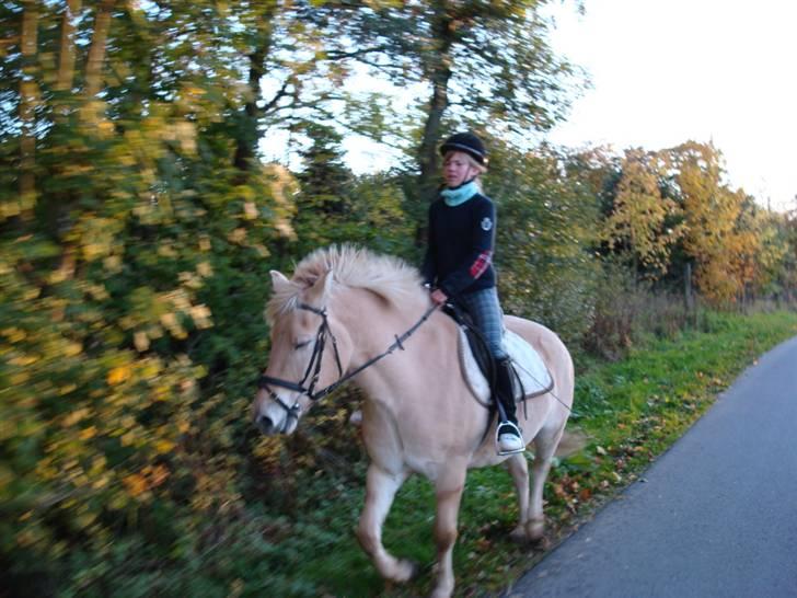 Anden særlig race Raz * SOLGT/TILBAGESENDT* - Ude & Prøve ham  billede 14