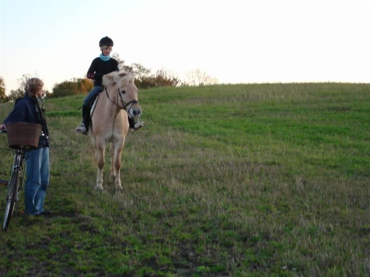 Anden særlig race Raz * SOLGT/TILBAGESENDT* - Ude & Prøve ham  billede 15