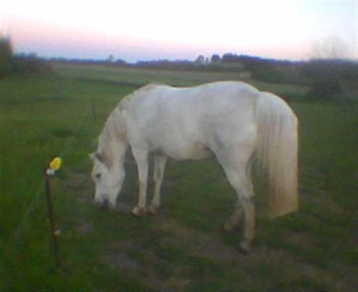 Welsh Pony (sec B) Lisette *Solgt* billede 1