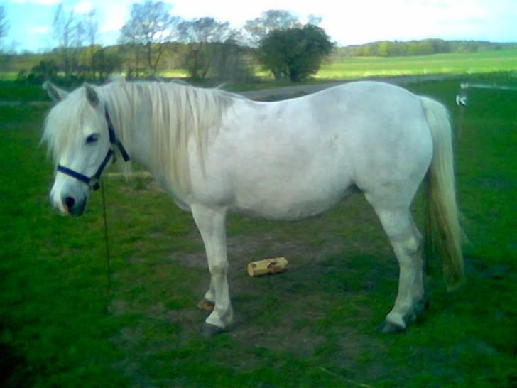 Welsh Pony (sec B) Lisette *Solgt* billede 2
