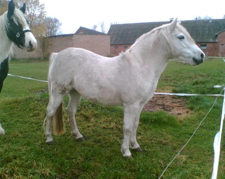 Welsh Pony (sec B) Lisette *Solgt* billede 3