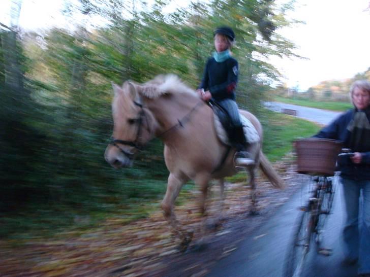 Anden særlig race Raz * SOLGT/TILBAGESENDT* - Ude & Prøve ham  billede 16