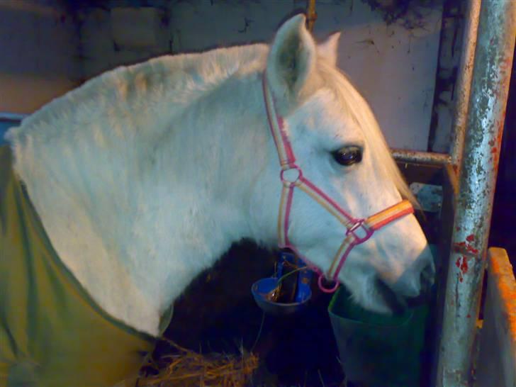 Welsh Pony (sec B) Lisette *Solgt* billede 4