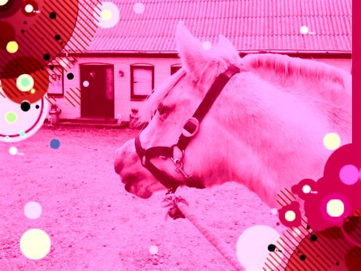 Welsh Pony (sec B) Lisette *Solgt* billede 5