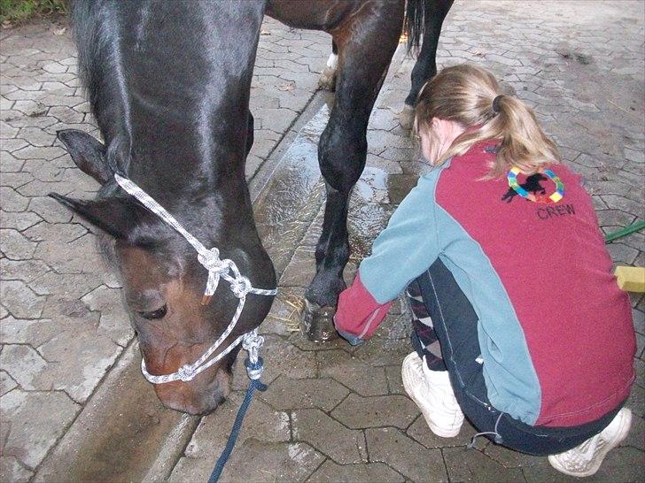 Anden særlig race Laurits (Kegle)   - Nysgerrig !  billede 3