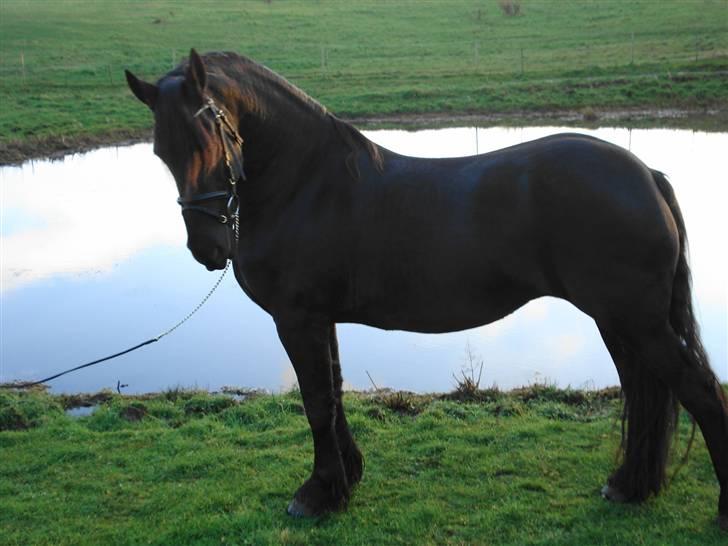 Frieser Femke *solgt :'(* billede 1