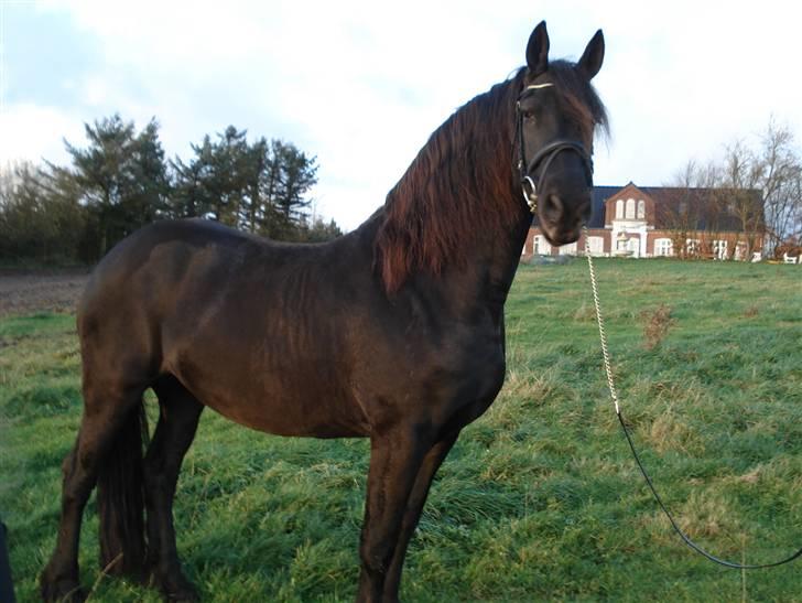 Frieser Femke *solgt :'(* billede 2