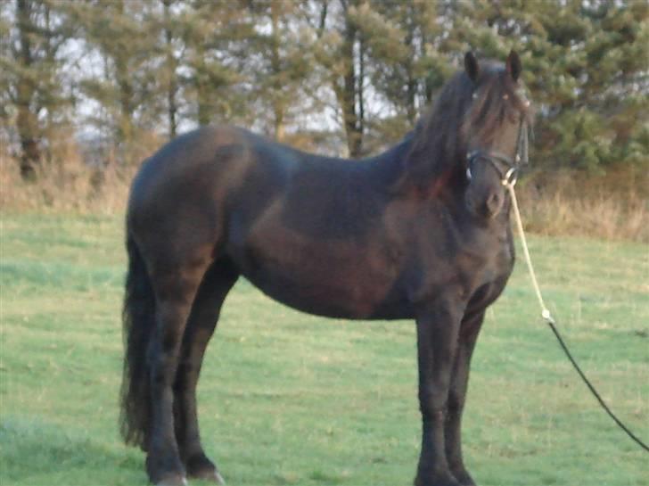 Frieser Femke *solgt :'(* billede 3