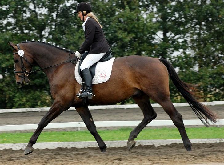 Dansk Varmblod Majestic/Hanniball - Fra vores første LA1, en 1 plads billede 1