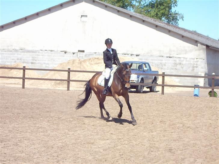 New Forest Miss Jeanette ( solgt )<3 - dressur stævne på Jeanette lc2 vandt en 3plads ret stolt ;P Foto: LIne B ;P billede 4