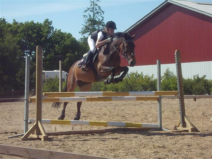 New Forest Miss Jeanette ( solgt )<3 - opvarmning til stævne <3 Foto: Line B det er mit ynglings billede tusinde tak billede 5