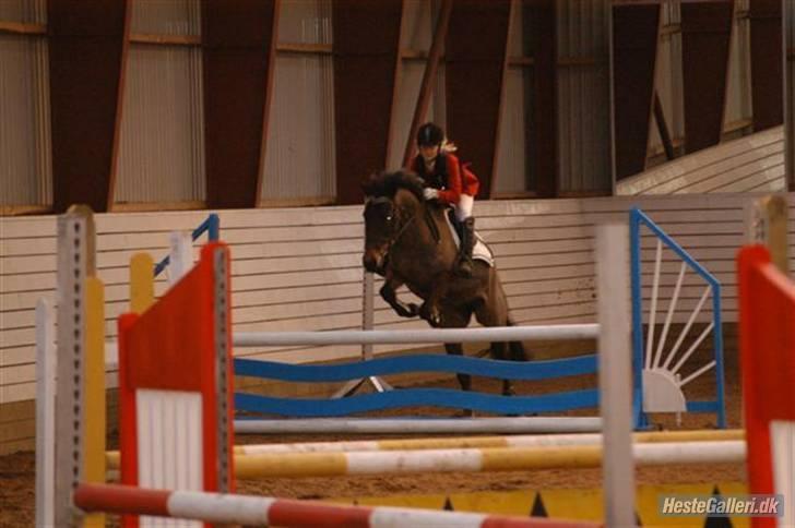 New Forest Miss Jeanette ( solgt )<3 - stævne på Vasehus XD billede 7