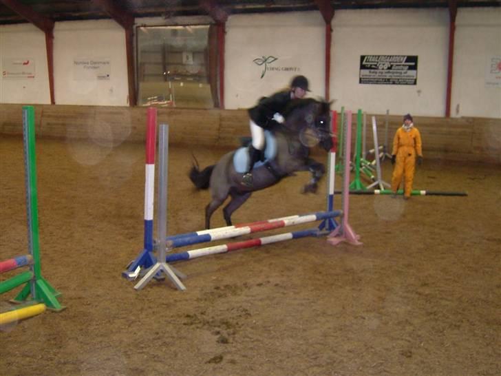 Anden særlig race Gizmo *solgt* - stævne 50cm billede 14