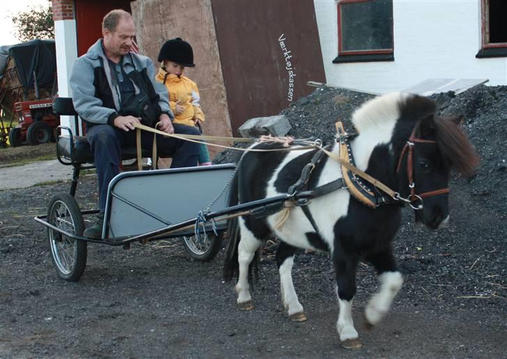 Anden særlig race Shetter *Fernando* billede 9