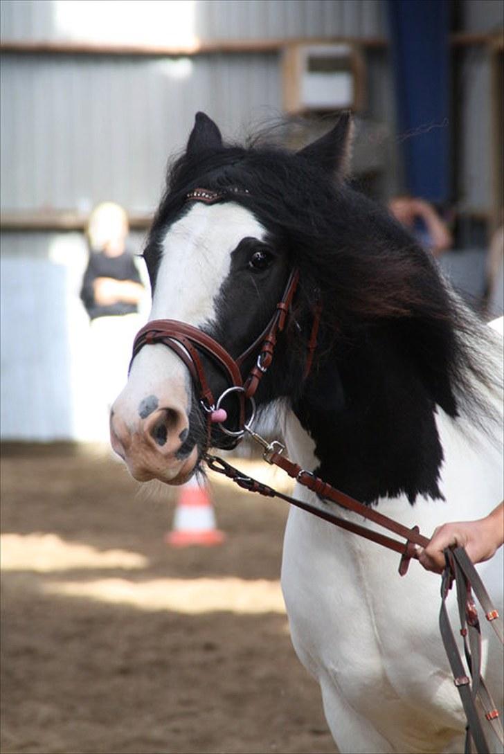 Irish Cob Beer's Vupsi of Tango billede 1