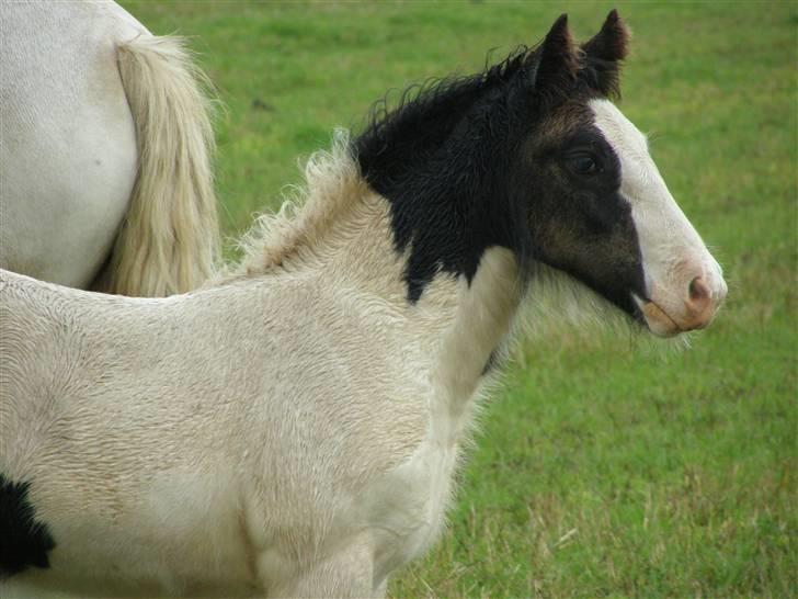 Irish Cob Beer's Vupsi of Tango billede 2