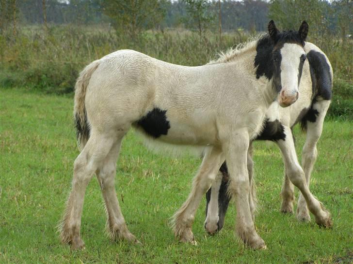 Irish Cob Beer's Vupsi of Tango billede 3