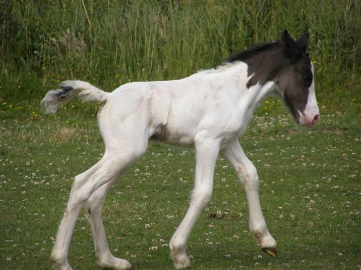 Irish Cob Beer's Vupsi of Tango billede 4