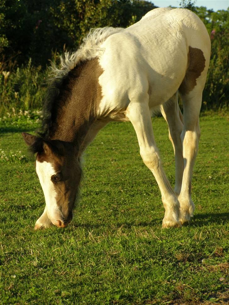 Irish Cob Beer's Vupsi of Tango billede 5