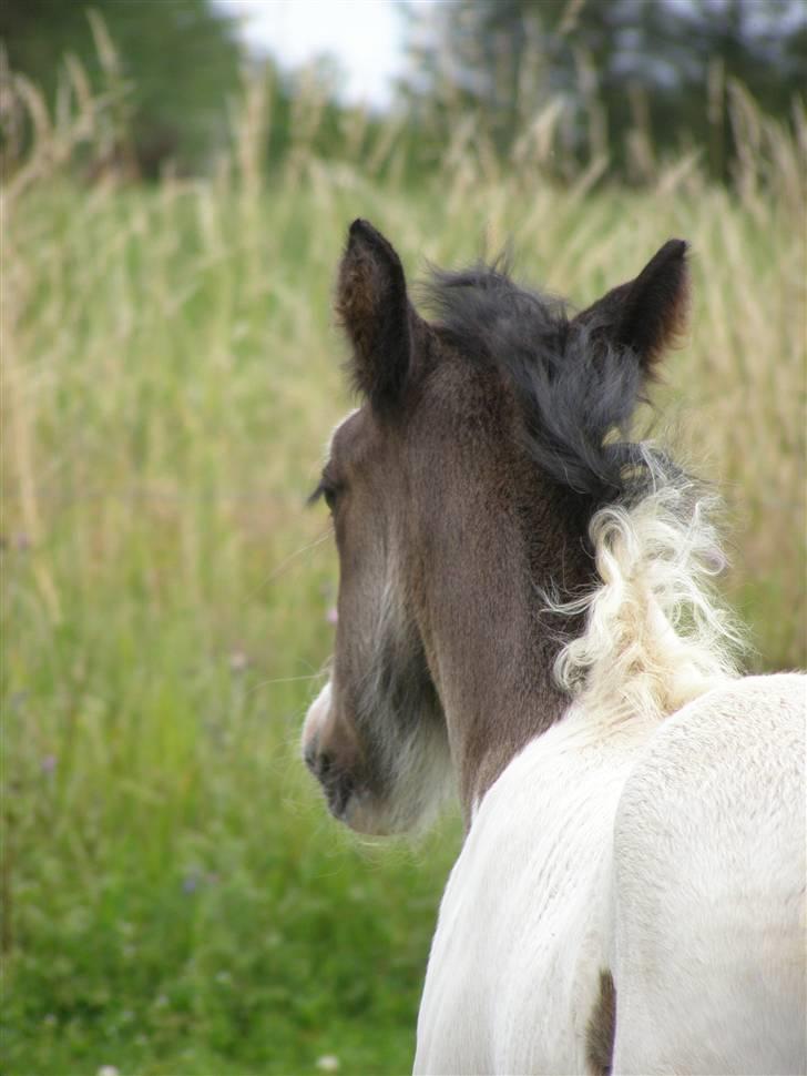 Irish Cob Beer's Vupsi of Tango billede 6