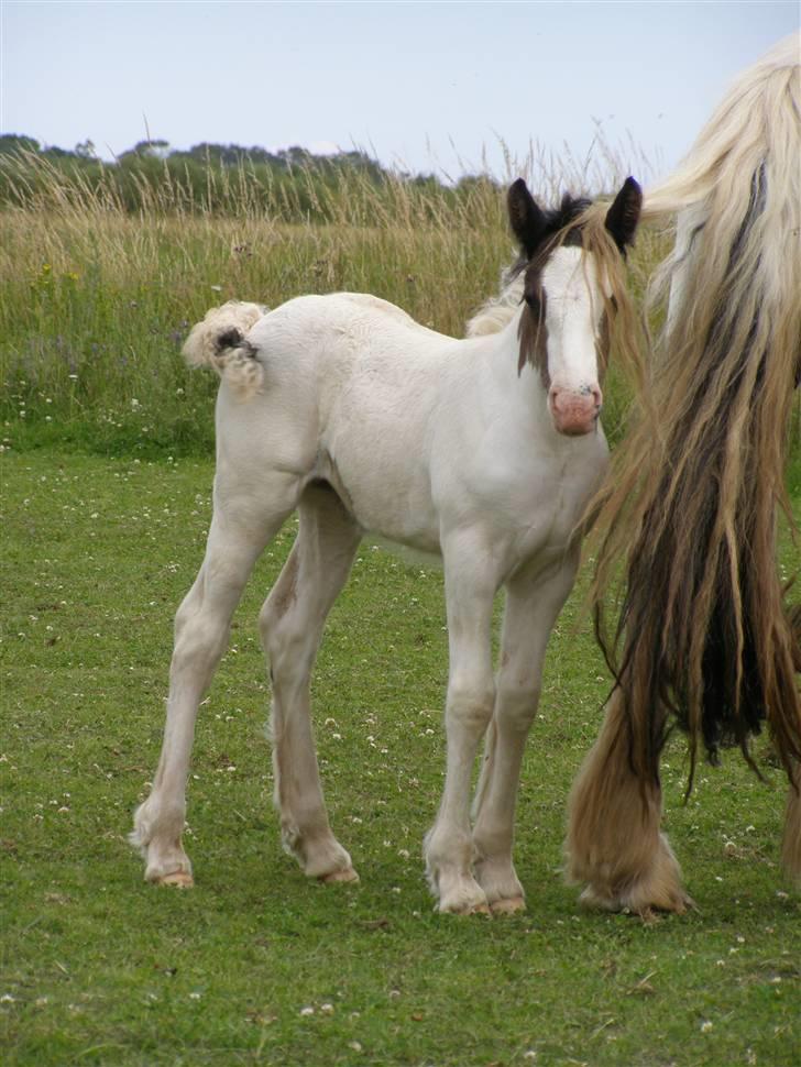 Irish Cob Beer's Vupsi of Tango billede 7