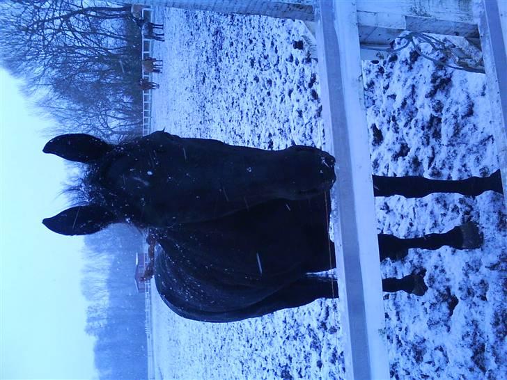 Anden særlig race misty gammel rytter R.I.P billede 1