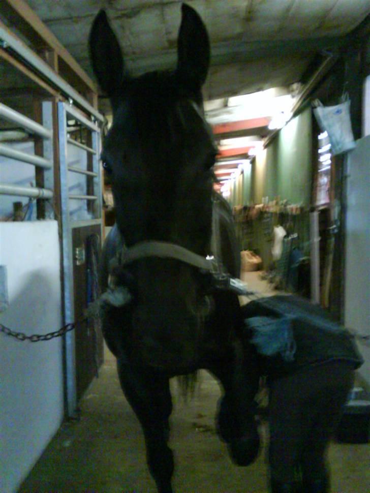 Anden særlig race misty gammel rytter R.I.P billede 2