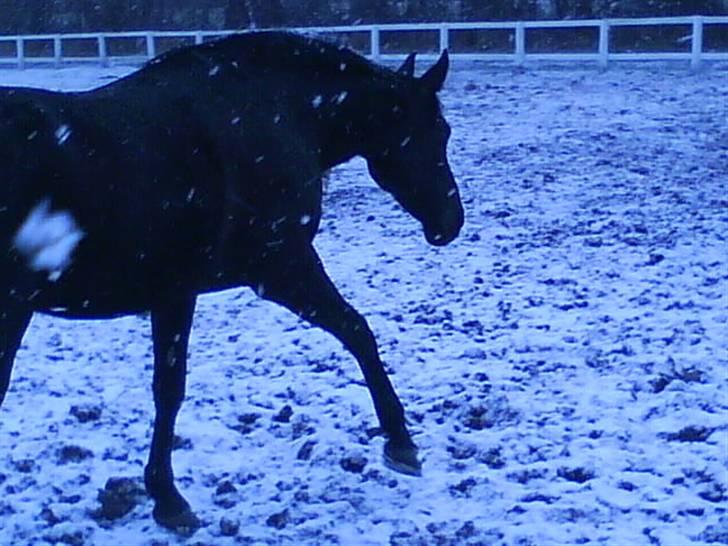 Anden særlig race misty gammel rytter R.I.P billede 3