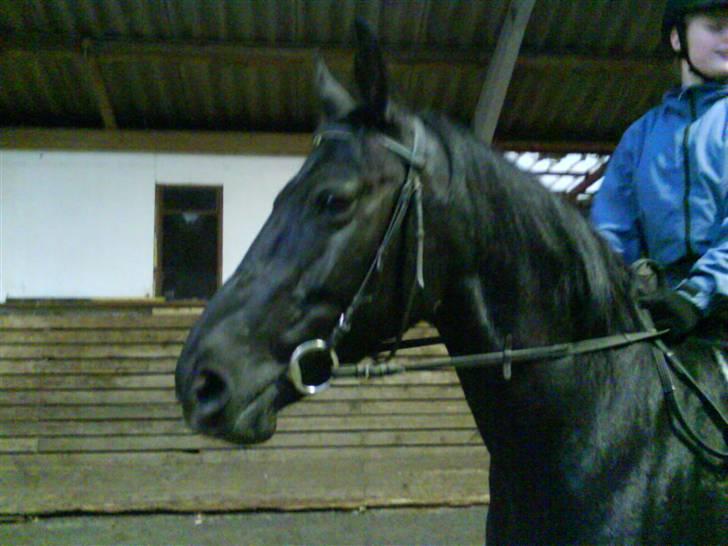 Anden særlig race misty gammel rytter R.I.P billede 4