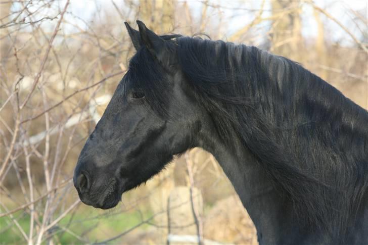 Frieser Maayke K. - D. 26/11-2008 Et af de sidste billeder billede 17